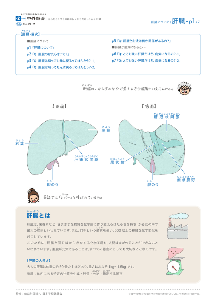 肝臓 P1 7