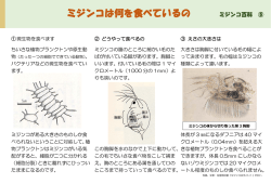 ミジンコは何を食べているの