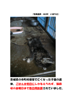茨城県の市町村保管で亡くなった子猫の遺 体。ごはんは初日にしか与え