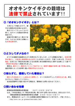 オオキンケイギクの栽培は 法律で禁止されています!!