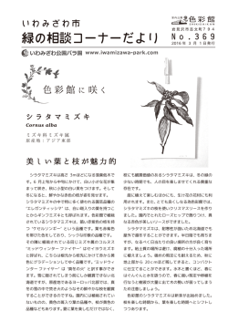 美しい葉と枝が魅力的