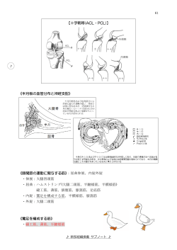 【十字靭帯(ACL・PCL)】 《半月板の血管分布と神経支配》 《膝関節の運動