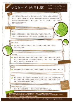栽培方法マスタード（からし菜）