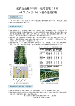 抵抗性品種の利用・栽培管理による レタスビッグベイン病の発病抑制