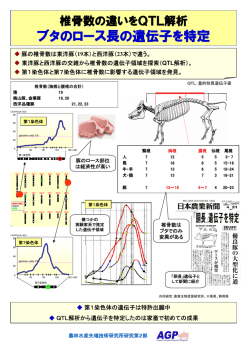 椎骨数の違いをQTL解析 ブタのロース長の遺伝子を特定