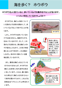 海を歩く？ ホウボウ