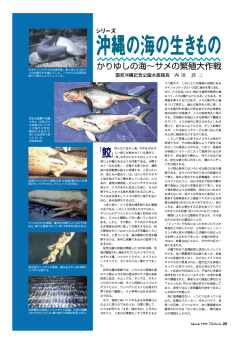 沖縄の海の生き物