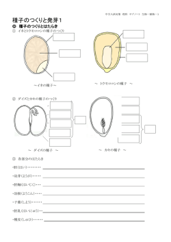 サブノート種子のつくりと発芽1～種子のつくりと発芽のようす