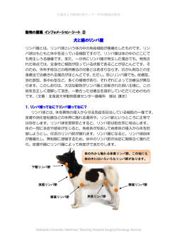 犬と猫のリンパ腫（多中心型）