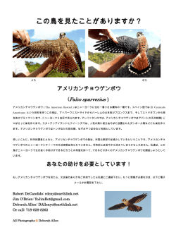 アメリカンチョウゲンボウ（The American Kestrel）はニューヨークに住む