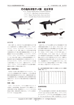 その他外洋性サメ類 北太平洋