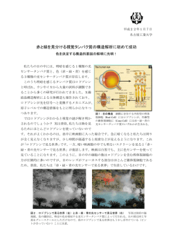 赤と緑を見分ける視覚タンパク質の構造解析に初めて