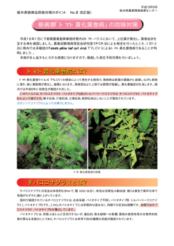 「トマト黄化葉巻病」の防除対策