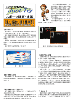 【種子骨とは？】 種子骨とは、足の母趾球（親指に付け根）にある小豆