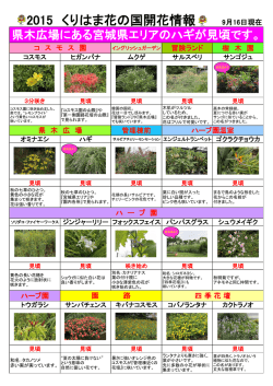 2015 くりはま花の国開花情報