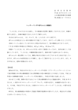 レッサーパンダの赤ちゃん2頭誕生について