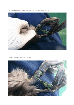 4月の清掃作業中、脚に糸が絡まっている鳥を保護しました。 何重にも