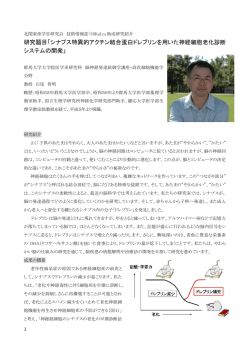 神経シナプスの老化に関する研究 - 群馬大学大学院医学系研究科 神経