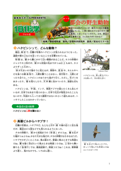 都会の野生動物 - 栄光ゼミナール