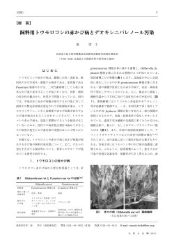 飼料用トウモロコシの赤かび病とデオキシニバレノール