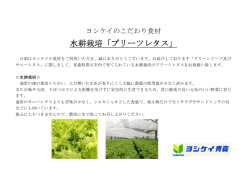 水耕栽培「プリーツレタス」
