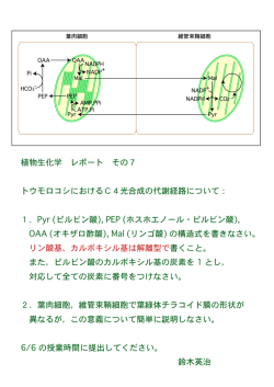 植物生化学 レポート その7 トウモロコシにおけるC4光合成の代謝経路