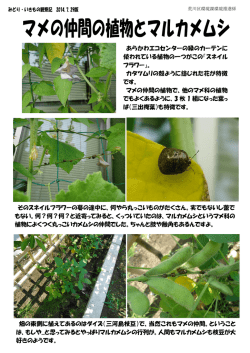 あらかわエコセンターの緑のカーテンに 使われている植物の一つがこの
