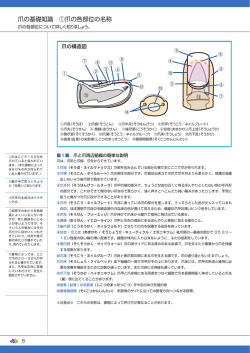 爪の構造をもっと詳しく見る（PDF）
