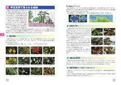 (伊豆高原の動植物・下田散策など)（PDF：2537KB）