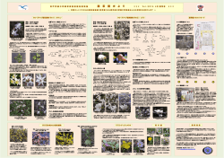 薬草園ガイド ＊＊ 生薬「オウレン（黄