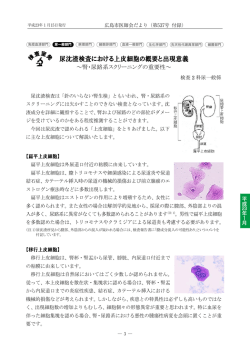 尿沈渣検査における上皮細胞の概要と出現意義