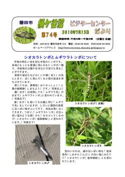 シオカラトンボとムギワラトンボについて