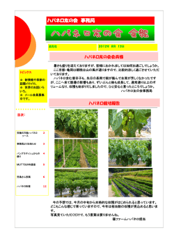 究極の万能ハバネロソース売れています