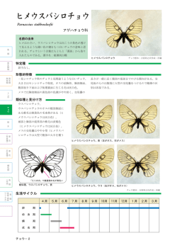 アゲハチョウ科ဃ෇      ∑