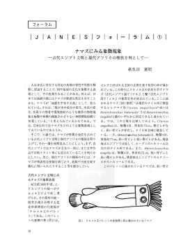 ナマズにみる象徴現象－古代エジプト文明と現代アフリカの種族を例として