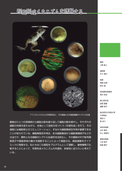 動物はひとつの受精卵から細胞分裂を繰り返して細胞の数を増やし