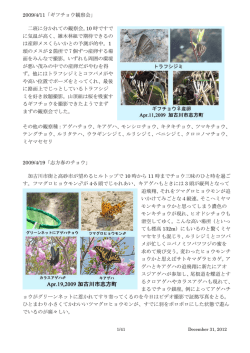 2009/4/11「ギフチョウ観察会」 二班に分かれての観察会。10 時ですで