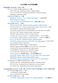 キャビア資料 チョウザメ科分類表