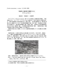 1996年に福井県で観察された ヤマショウビン
