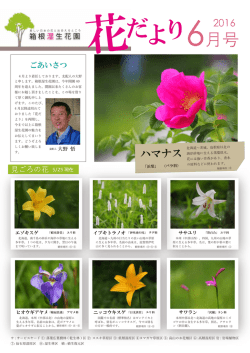 6月 - 箱根湿生花園