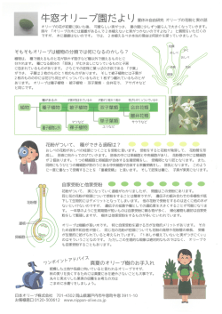Page 1 牛窓オ J - ブ園 だ よ L) 夏休み自由研究 オリープの花粉と実の