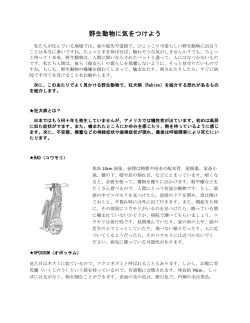 野生動物に気をつけよう