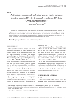 Cypripedium japonicum