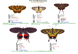 アゲハチョウ科（Papilionidae）