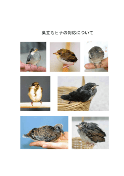 巣立ちヒナの対応について