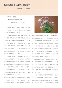 秋の七草2種：藤袴と葛の香り
