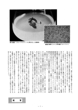 では非常に大きな成果が上り、 侵れた品種が数多<育成されまLたc この