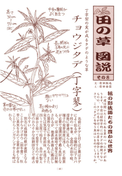 Page 1 gg一度は聞いたことのある草のニつにタデがあ ｼ ります。今回は