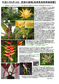 平成21年8月18日 見頃の植物【長崎県亜熱帯植物園】