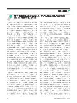無脊椎動物由来溶血性レクチンの細胞膜孔形成機構